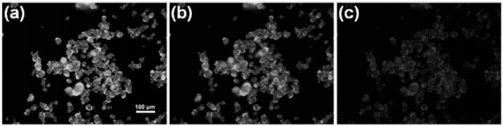 Bio-based carbon nano dot fluorescent powder, preparation method and applications thereof