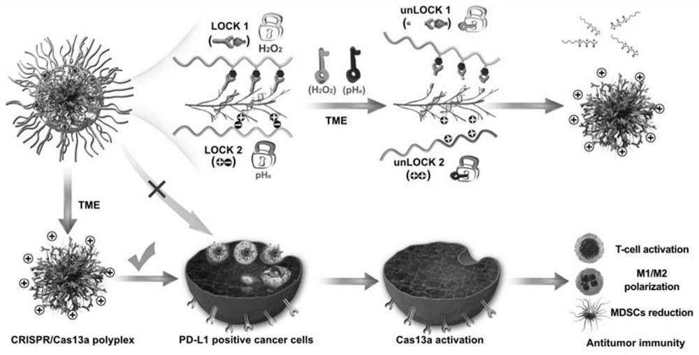 Preparation method and application of a double-locked nanoparticle that can restrict activation of CRISPR/Cas13a