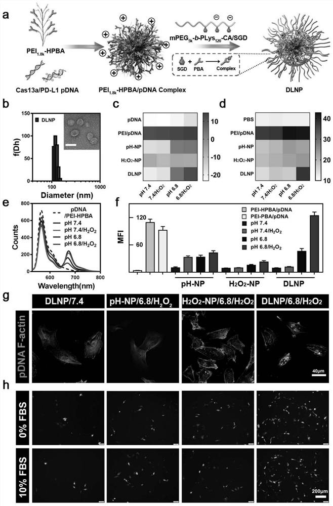 Preparation method and application of a double-locked nanoparticle that can restrict activation of CRISPR/Cas13a