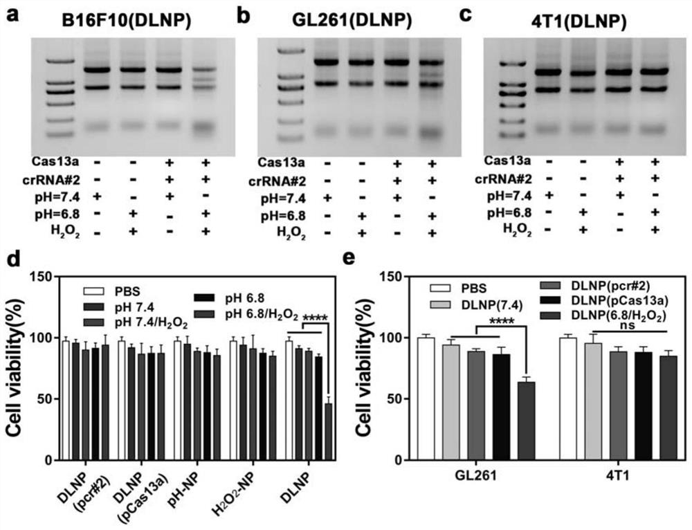 Preparation method and application of a double-locked nanoparticle that can restrict activation of CRISPR/Cas13a