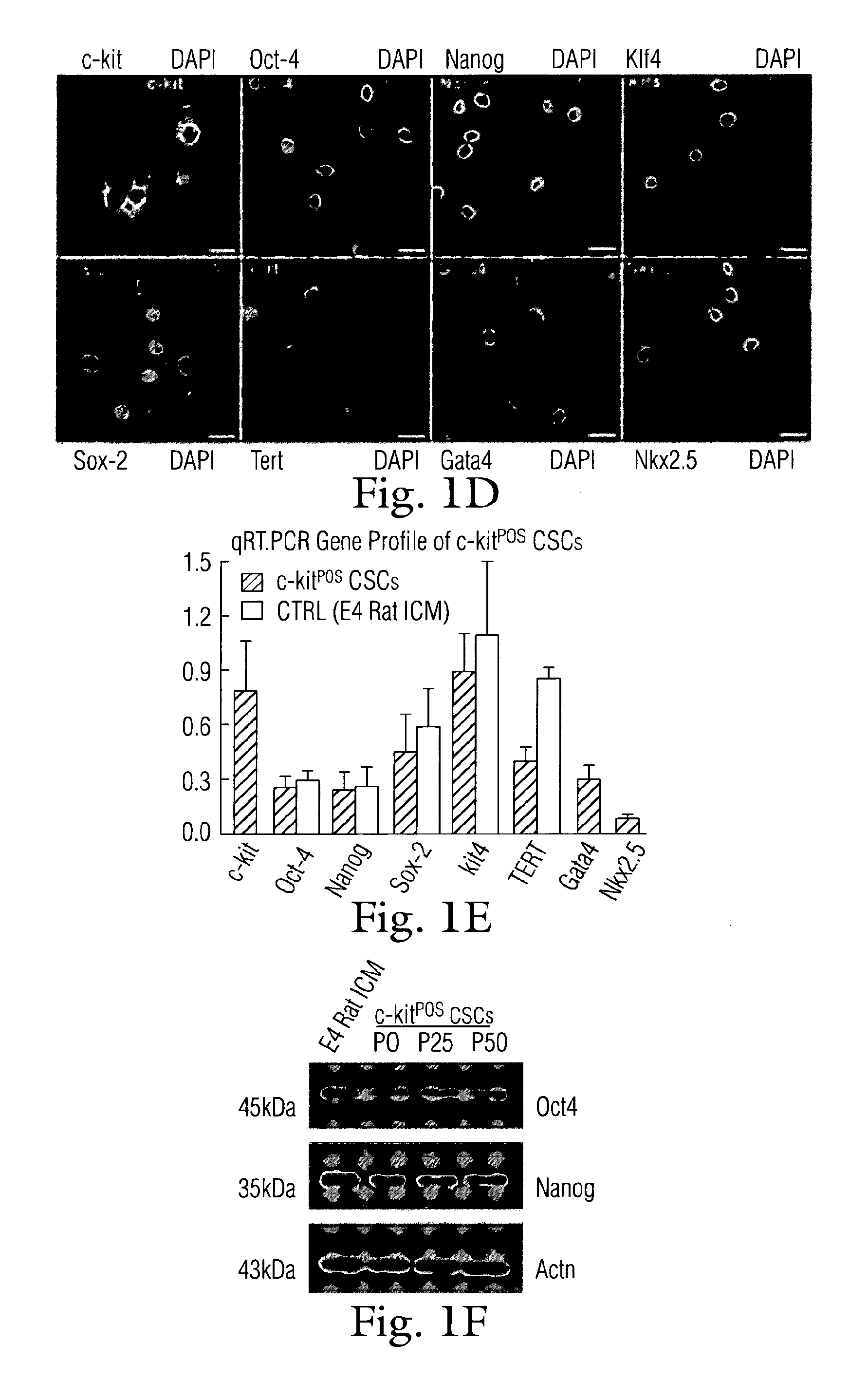 Modulation of cardiac stem-progenitor cell differentiation, assays and  uses thereof