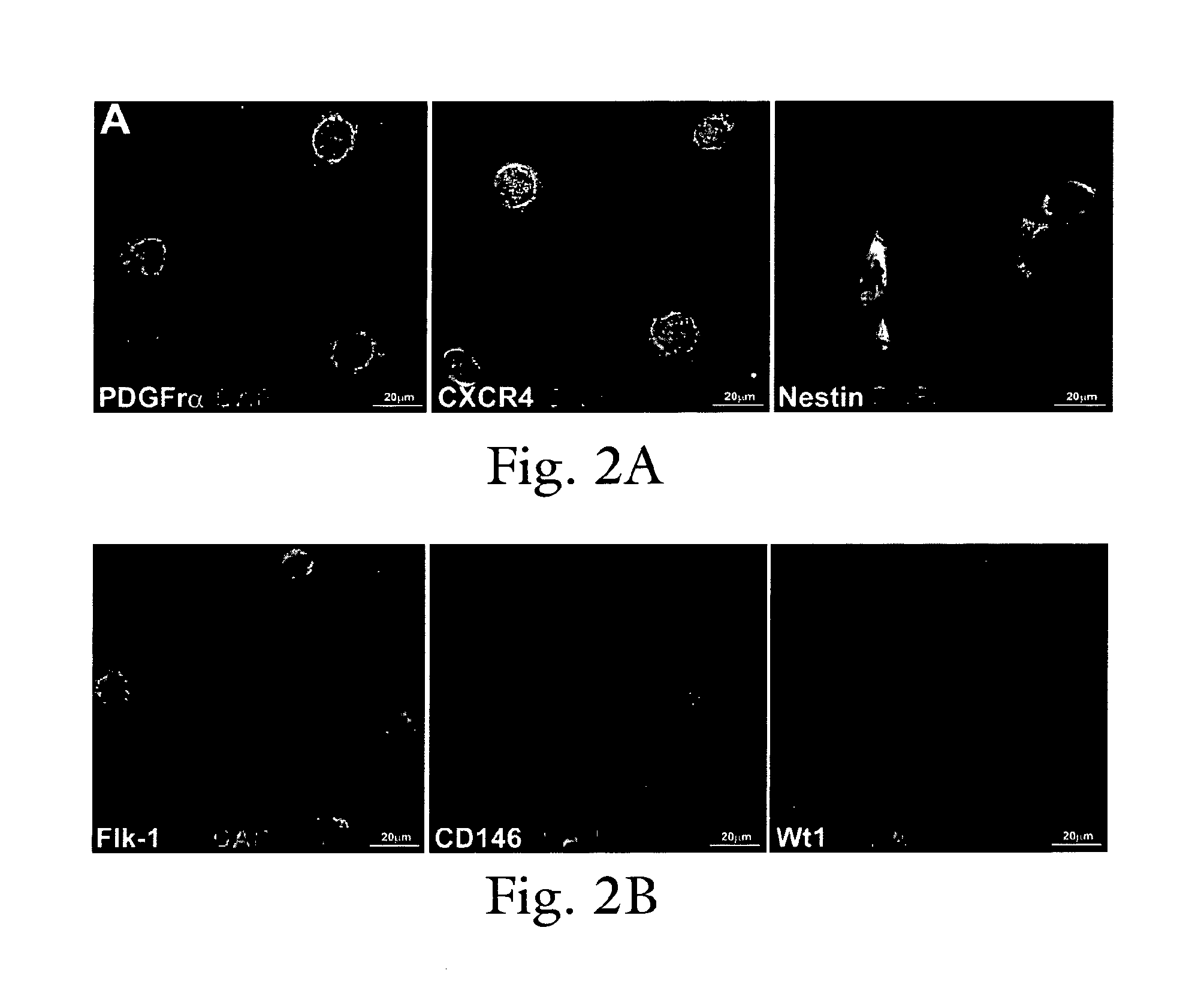 Modulation of cardiac stem-progenitor cell differentiation, assays and  uses thereof