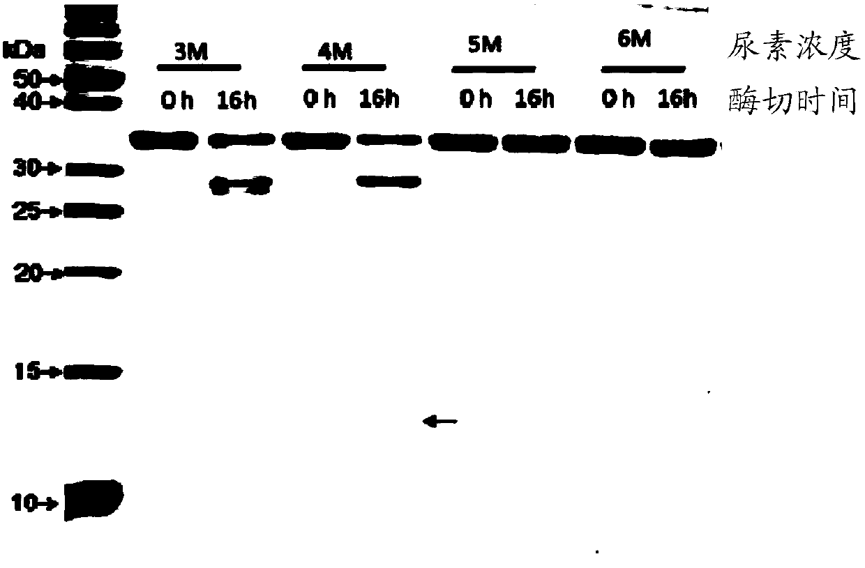 Method for screening protease variant, and protease variant obtained by method
