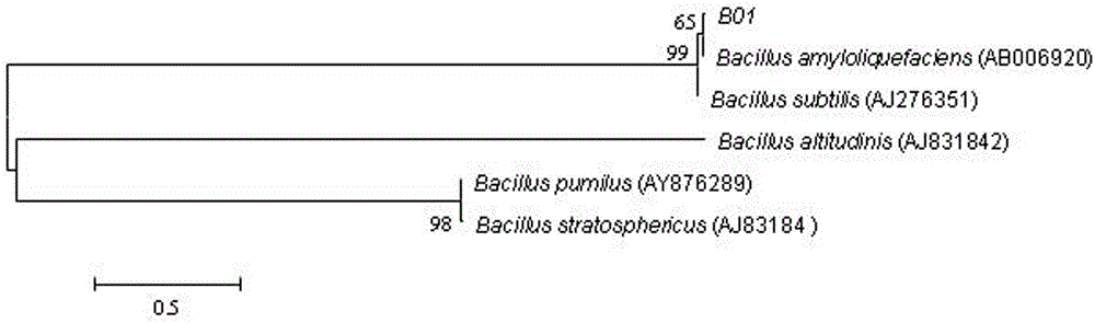 Marine Bacillus amyloliquefaciens and uses thereof