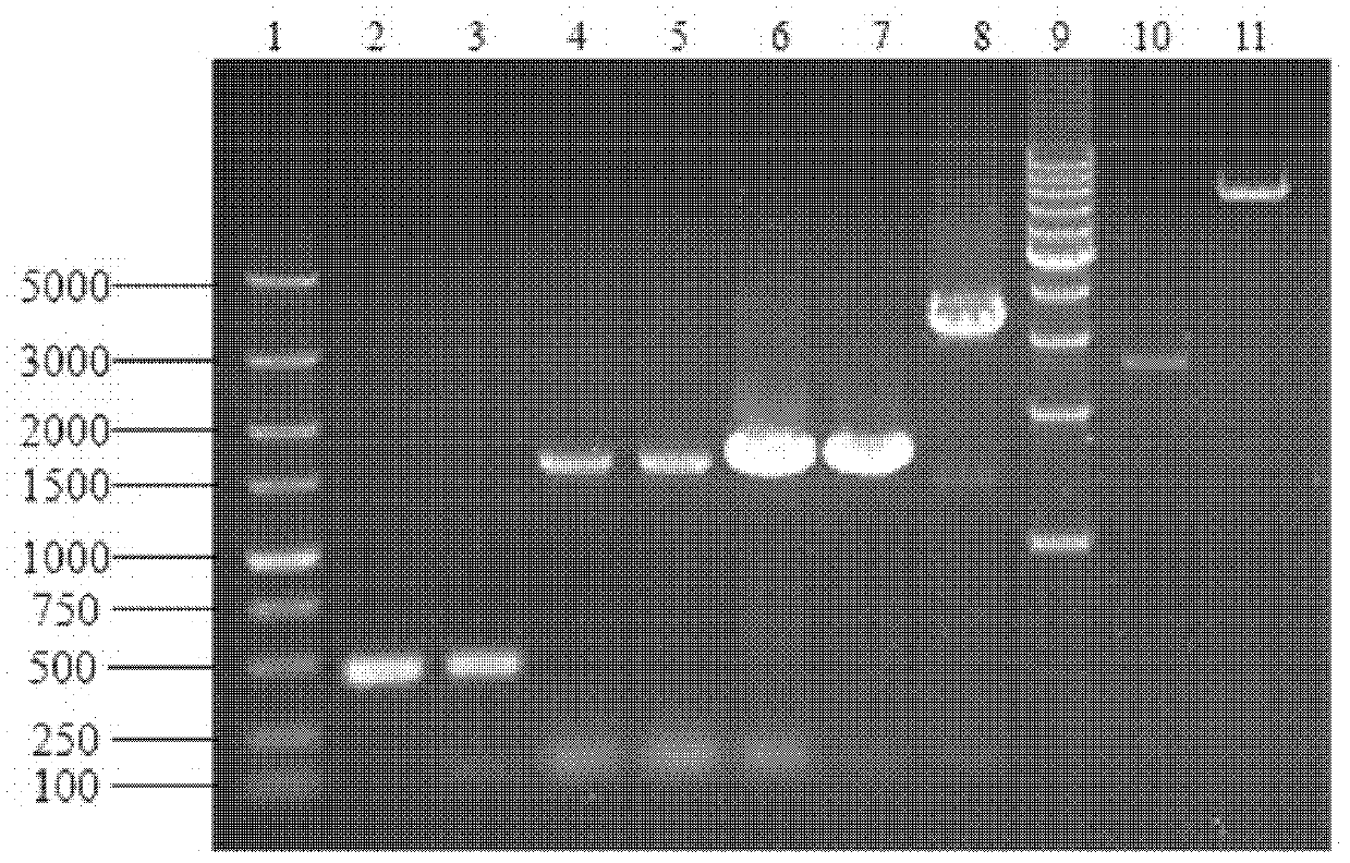 Brewing yeast engineering bacteria containing Lg-ATF1 genes