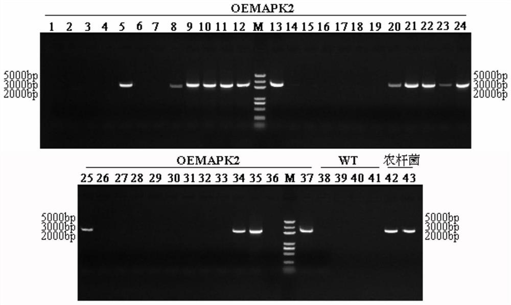 Application and method of brassica napus BnMAPK2 gene