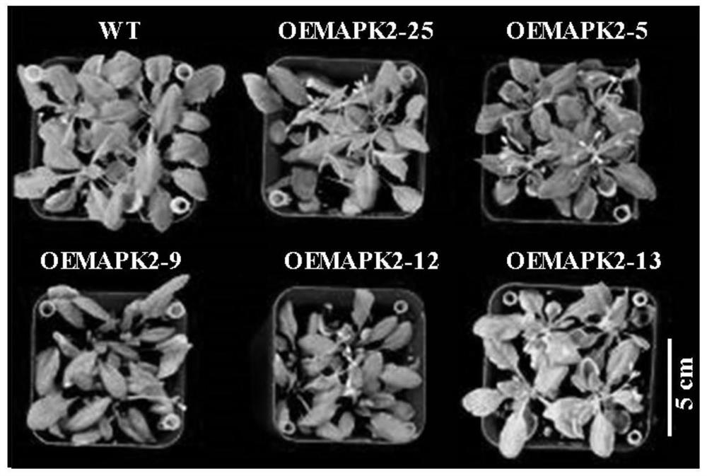 Application and method of brassica napus BnMAPK2 gene