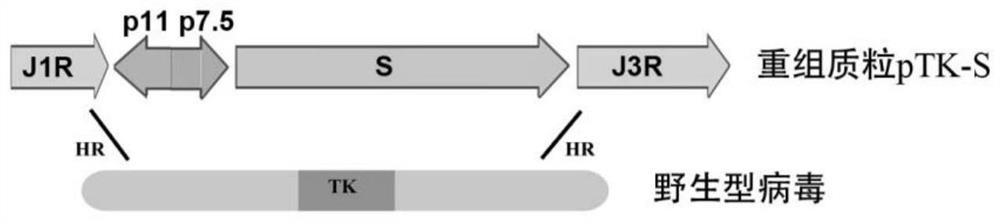 Novel coronavirus vaccine based on vaccinia virus TianTan strain