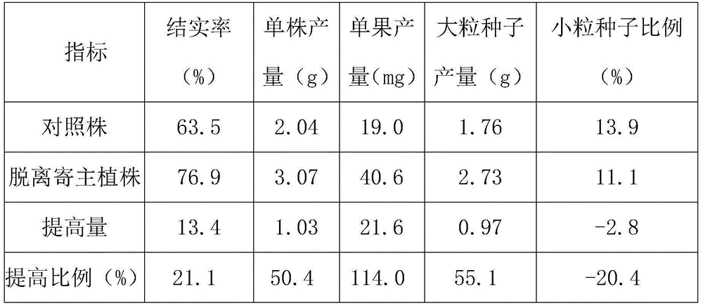 A method for intensively producing Cistanche seeds separated from the host