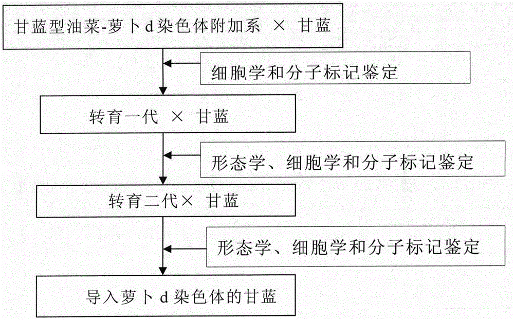 Method for introducing radish chromosomes into cabbage