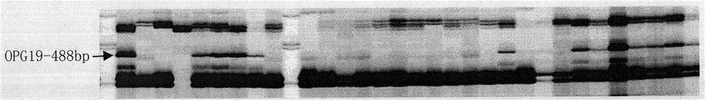 Method for introducing radish chromosomes into cabbage