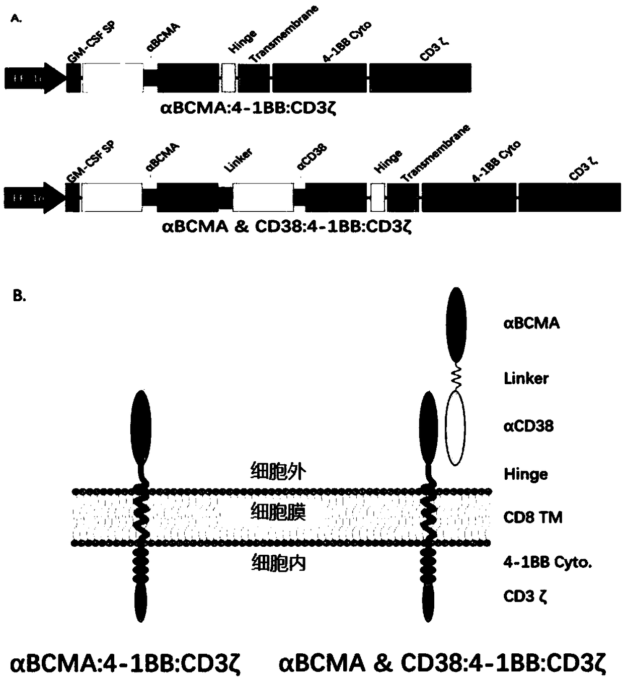 Duplex-specific chimeric antigen receptor molecule and application thereof to tumor therapy