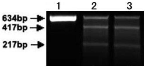 A method and application for detecting single base mutation - Eureka ...