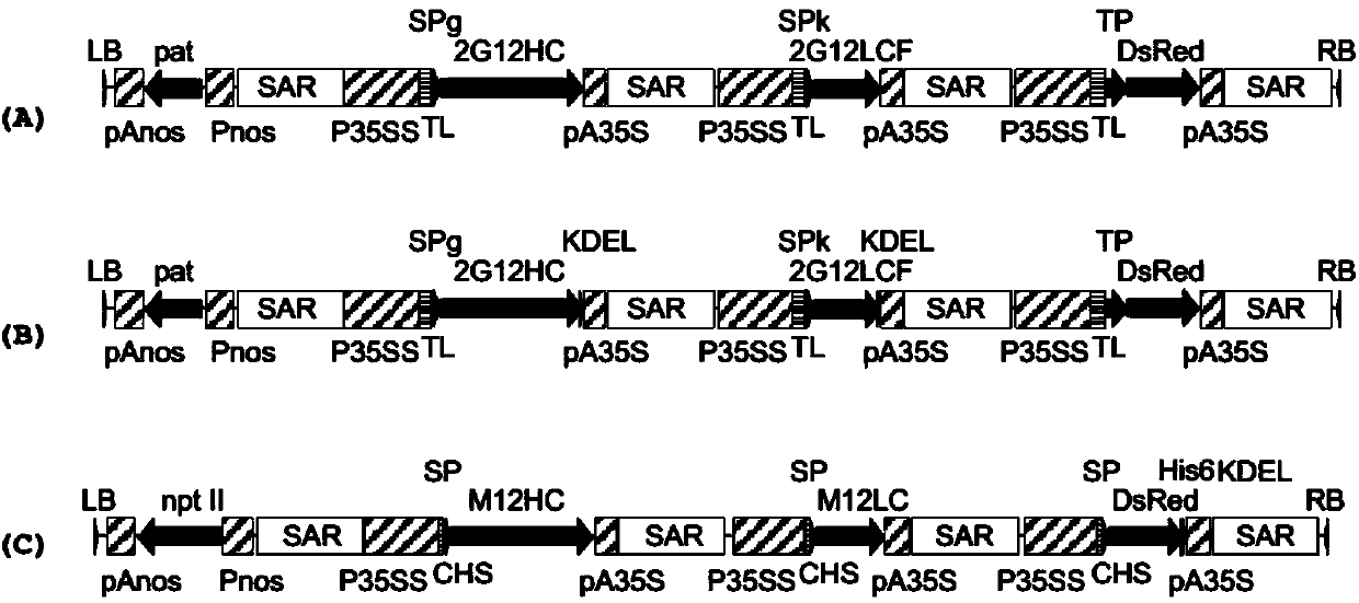 Method for the generation and cultivation of a plant cell pack