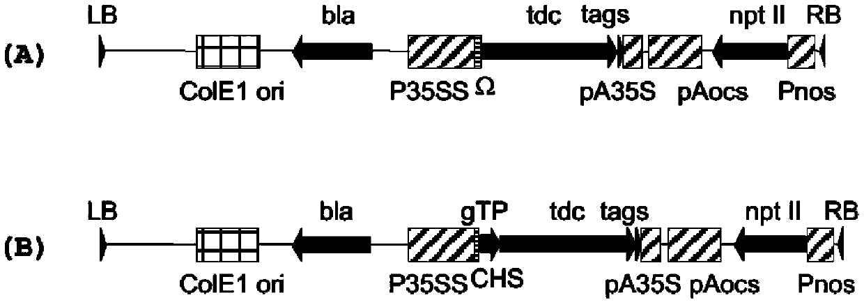 Method for the generation and cultivation of a plant cell pack