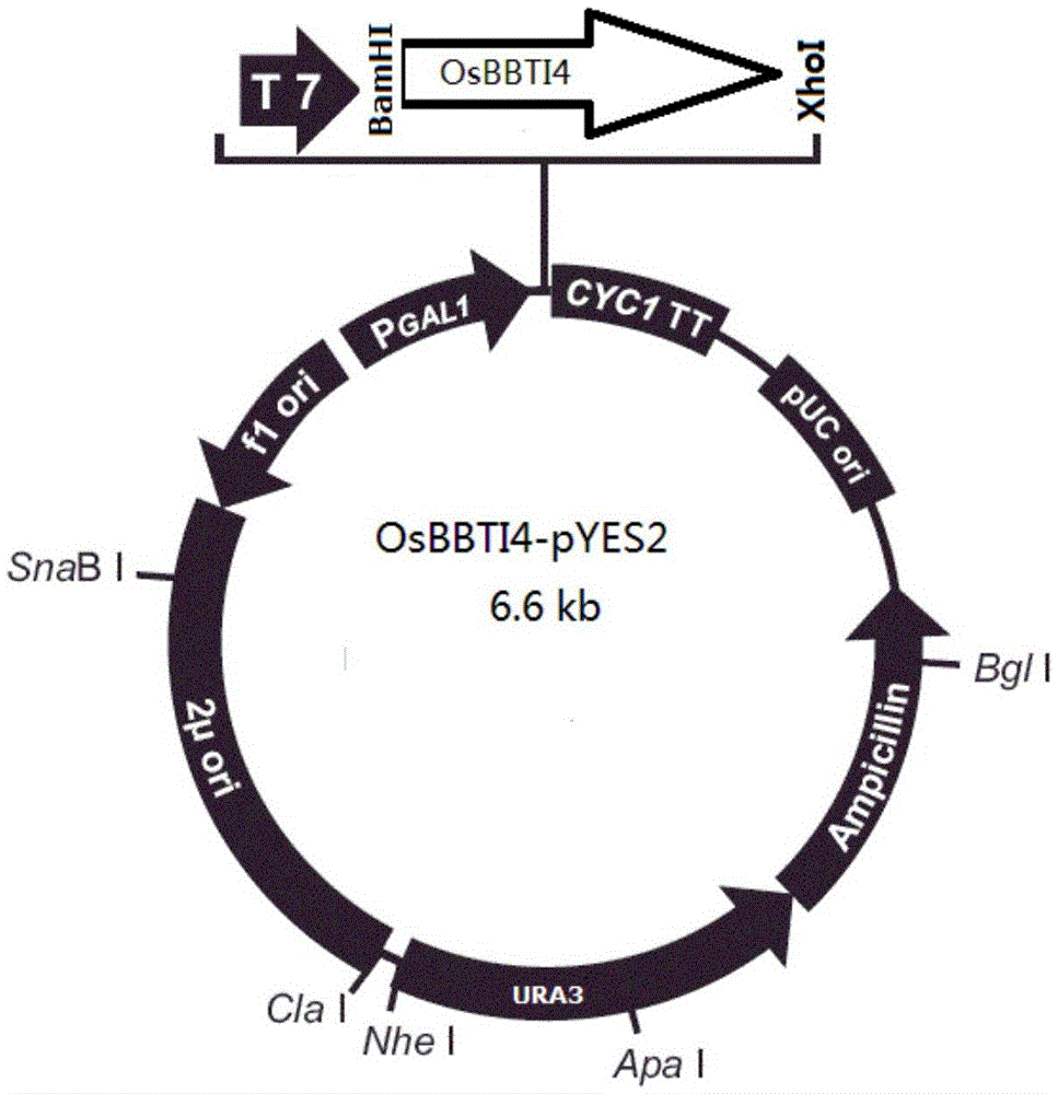 New application of OsBBTI4 (oryza sativa Bowman-Birk trypsin inhibitor 4) gene