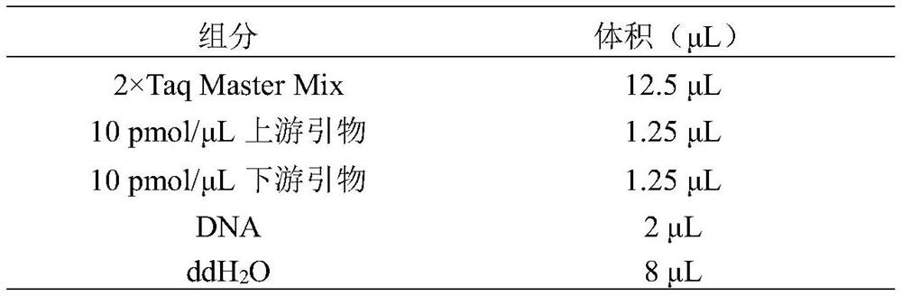 Method for improving beef production performance of beef cattle by using TTN gene