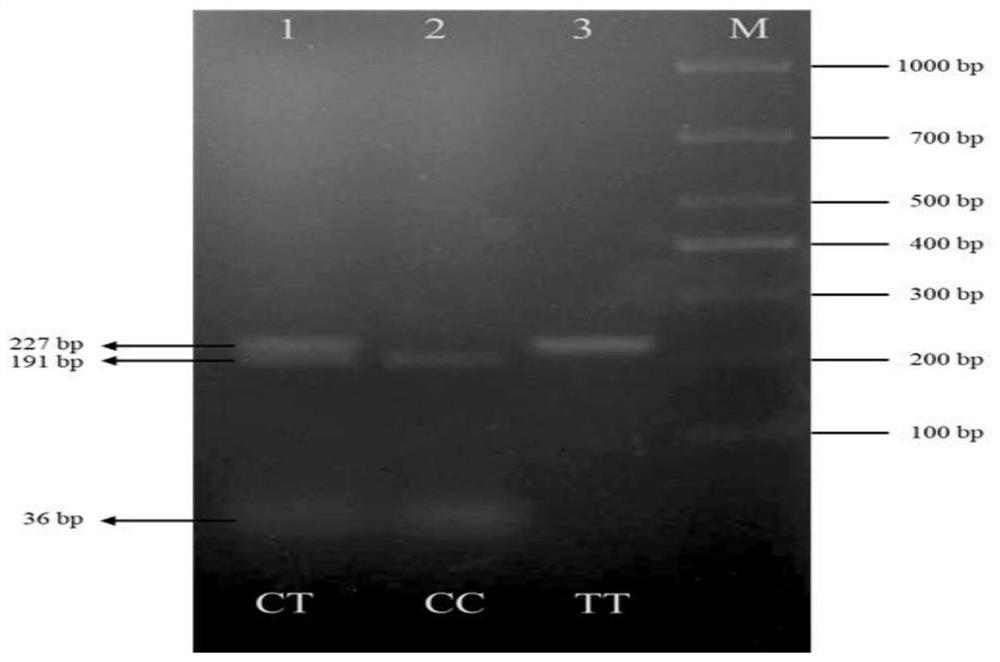 Method for improving beef production performance of beef cattle by using TTN gene