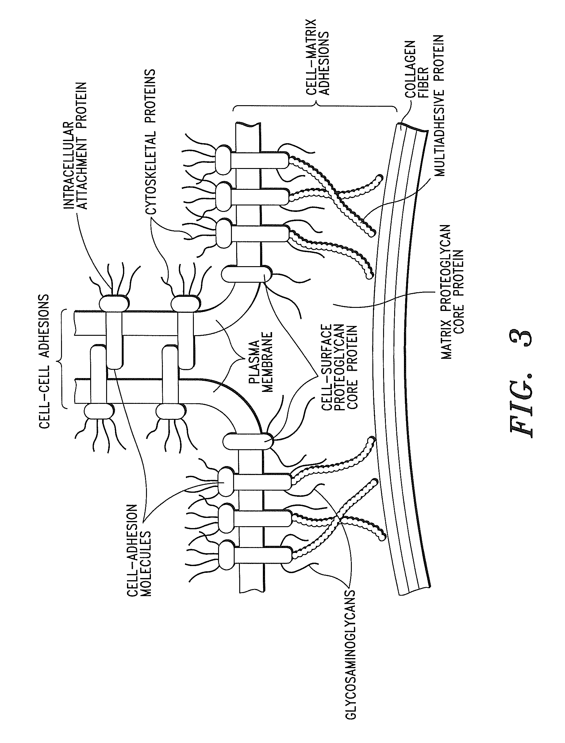 Compositions and methods for treating organ dysfunction