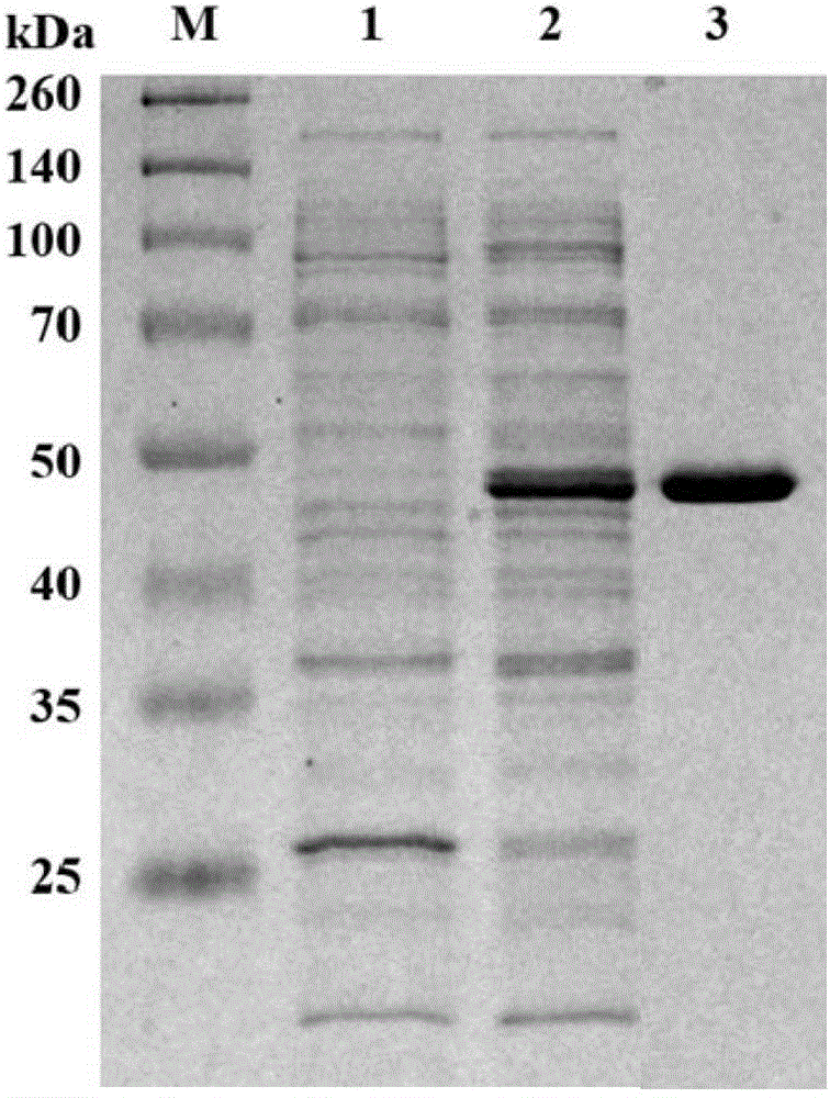 Alkaline pectinase PelN, as well as encoded gene and application thereof