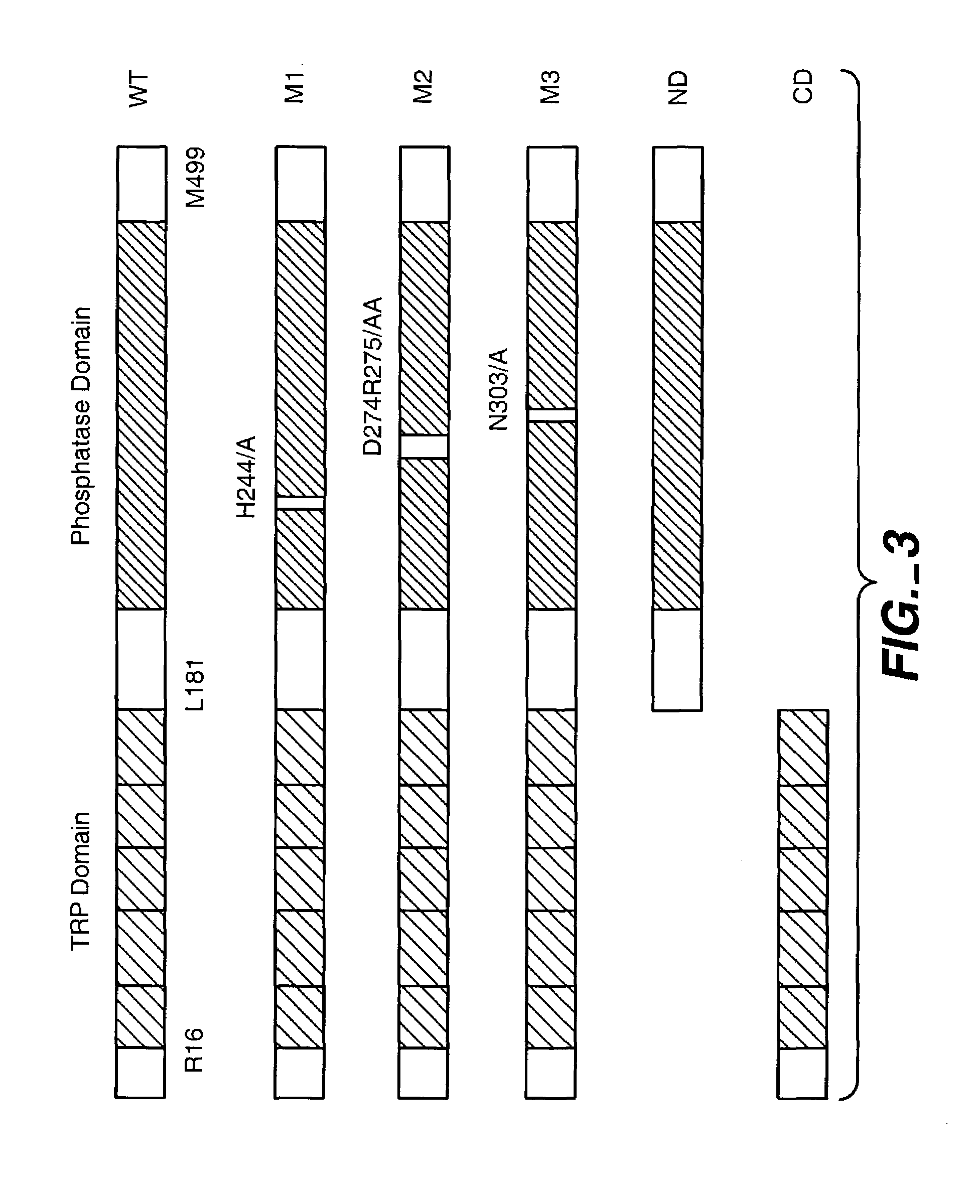 Methods of identifying an agent capable of interfering with Rad9 dephosphorylation