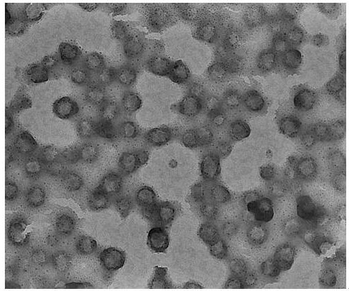 A kind of endoplasmic reticulum membrane fusion liposome and its preparation method and application