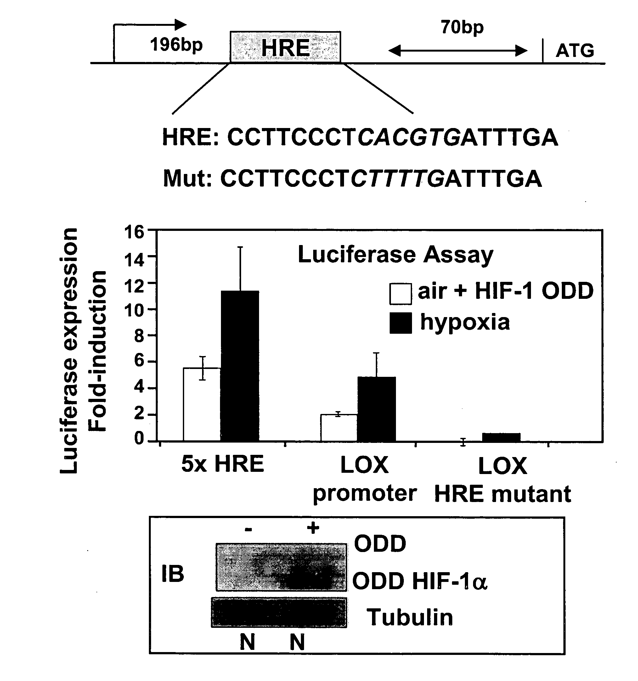 Inhibition of Lysyl oxidase for treating tumor growth and diagnostics relating thereto