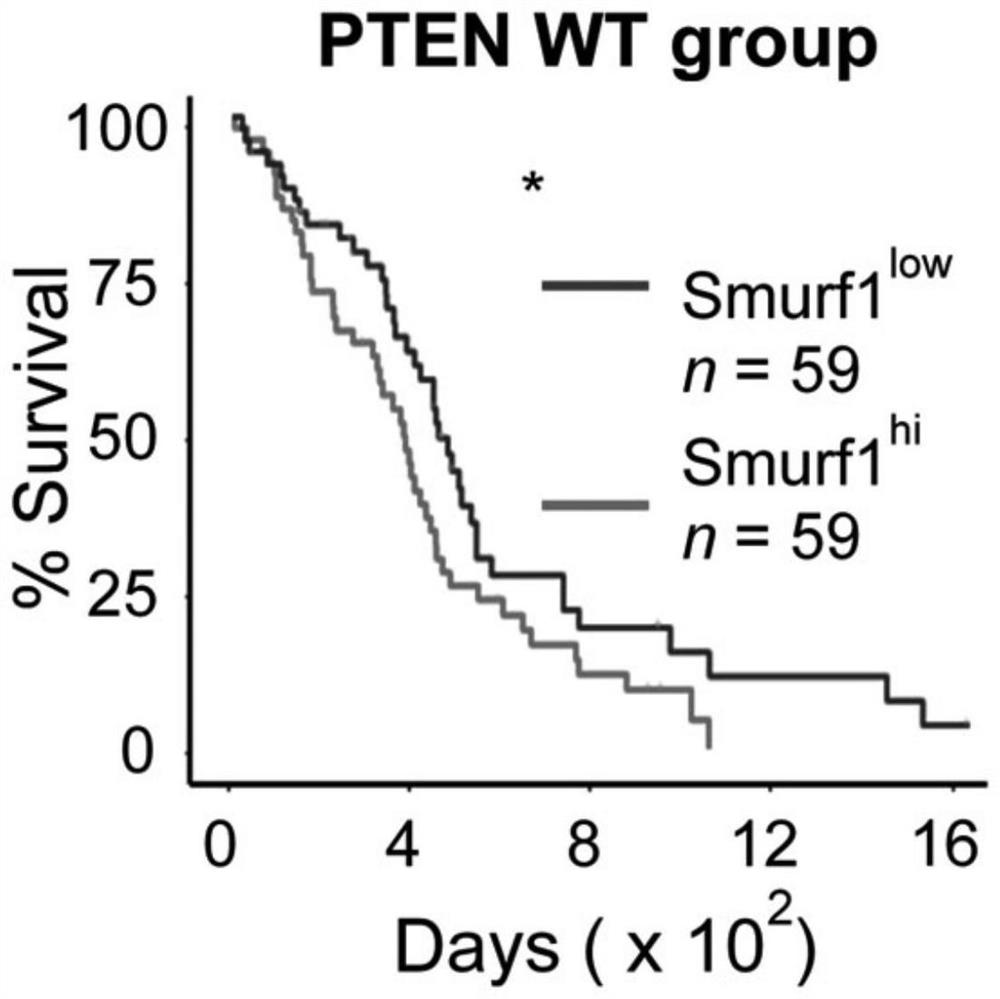 Ubiquitin ligase smurf1 mutant, encoding gene and use