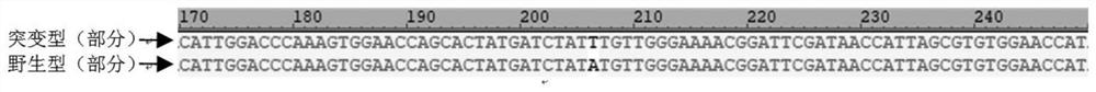 Ubiquitin ligase smurf1 mutant, encoding gene and use