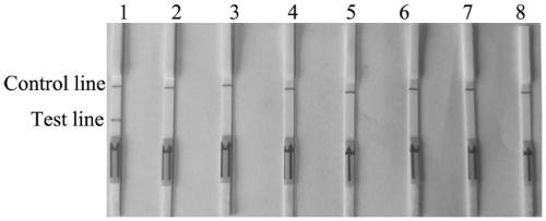 Rapid and accurate detection method for Fusarium oxysporum based on RPA (recombinase polymerase amplification)-lateral flow chromatography test strip technology