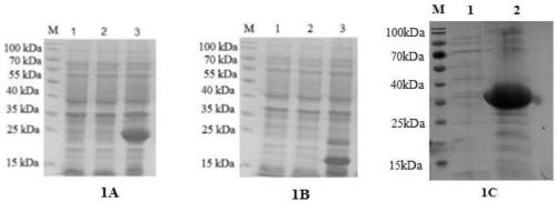 Preparation method of goat pox virus recombinant protein antigen and application thereof