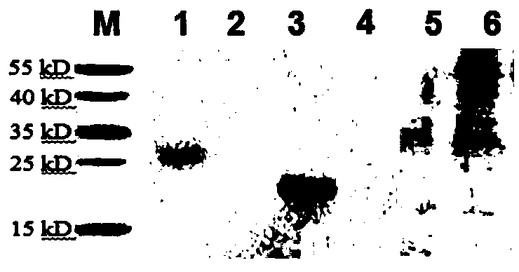 Preparation method of goat pox virus recombinant protein antigen and application thereof