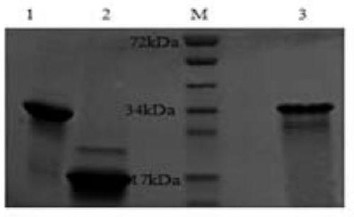 Preparation method of goat pox virus recombinant protein antigen and application thereof