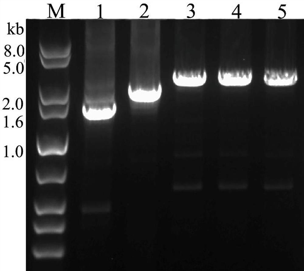 Method for improving expression quantity of 5-aminolevulinic acid