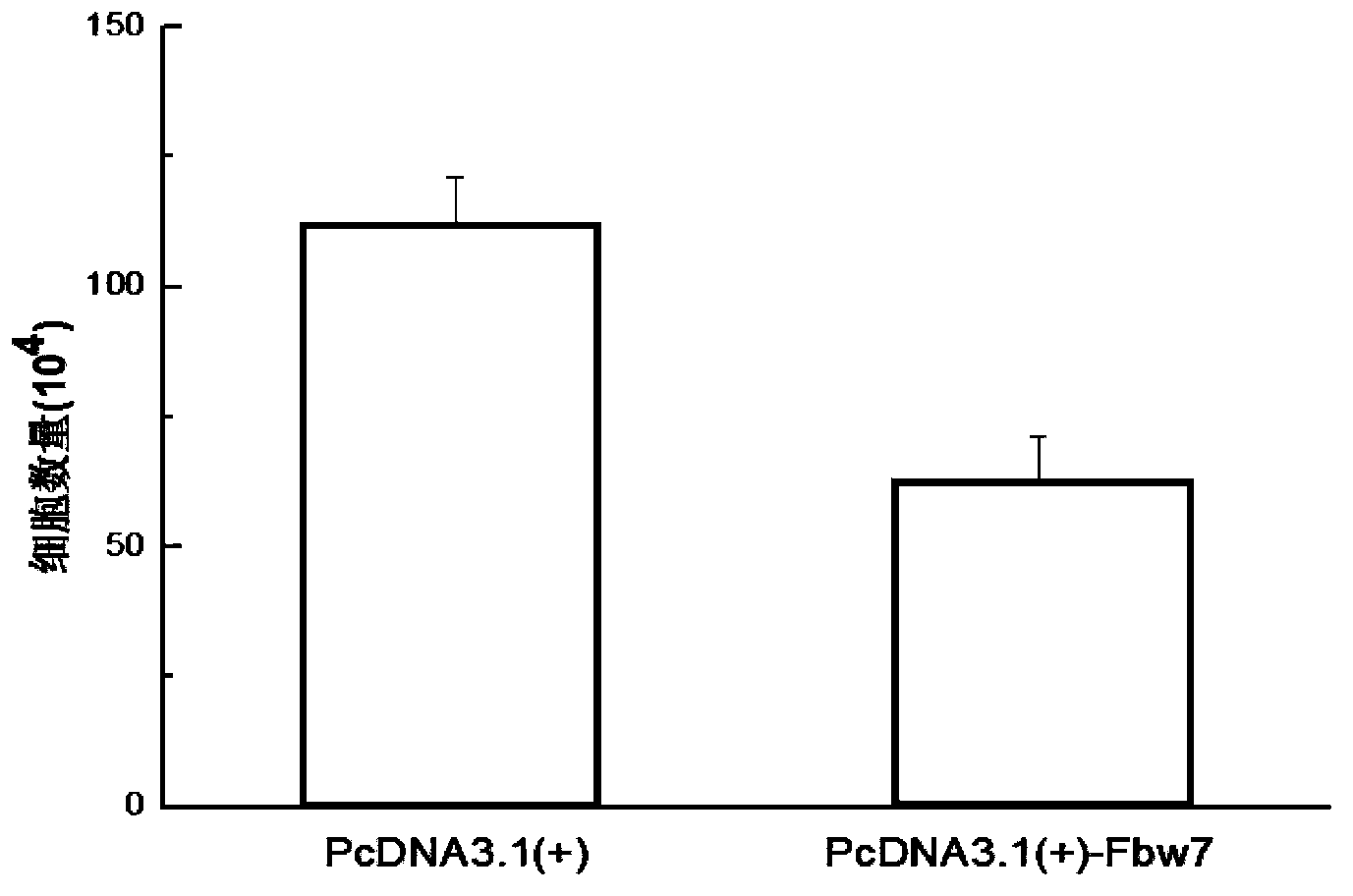 PcDNA3.1(+)-Fbw7 (F-box and WD repeat domain-containing 7) recombinant plasmid as well as construction method and application of PcDNA3.1(+)-Fbw7 recombinant plasmid