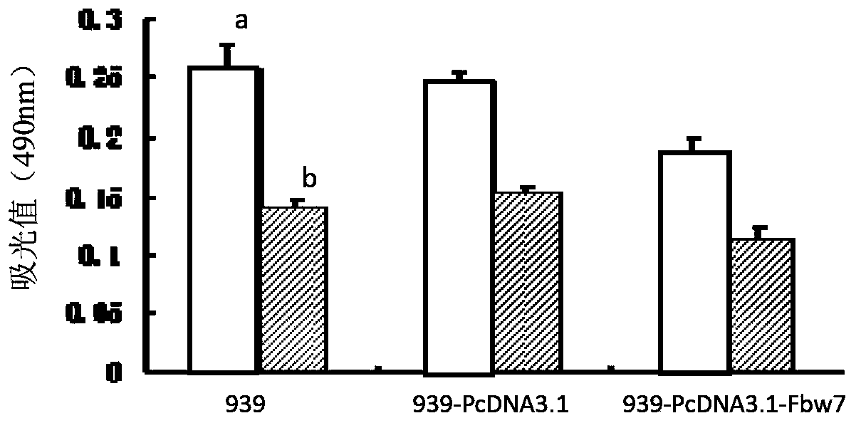 PcDNA3.1(+)-Fbw7 (F-box and WD repeat domain-containing 7) recombinant plasmid as well as construction method and application of PcDNA3.1(+)-Fbw7 recombinant plasmid