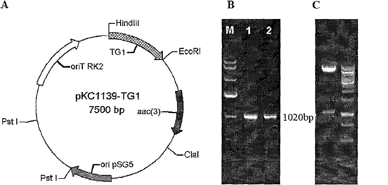Transglutam kinase coding gene interrupted streptomyces hygroscopicus and application thereof