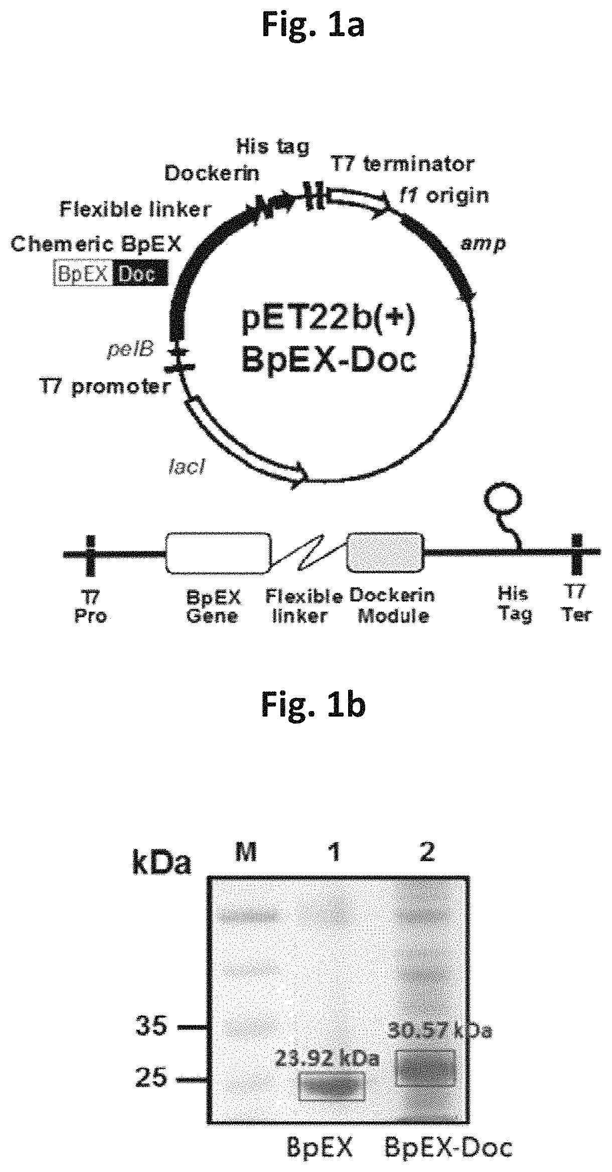 Expansin-agarase enzyme complex and method for degrading agar by using same