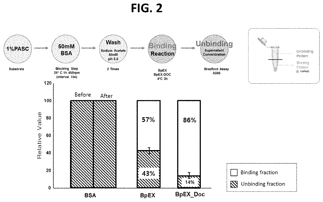 Expansin-agarase enzyme complex and method for degrading agar by using same