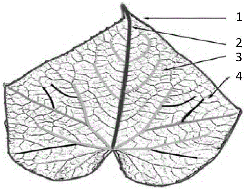 Plant palmate leaf multiscale modeling method