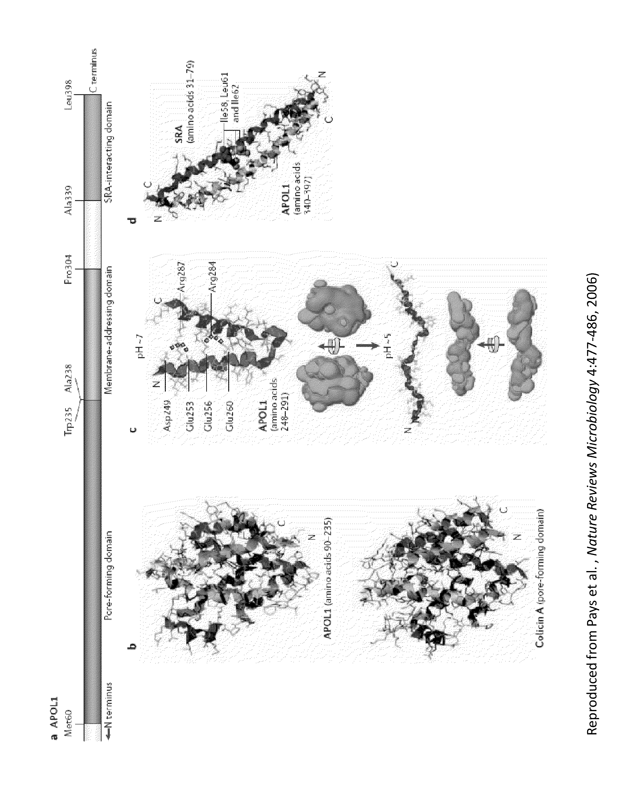 Compositions and methods for treating renal disease