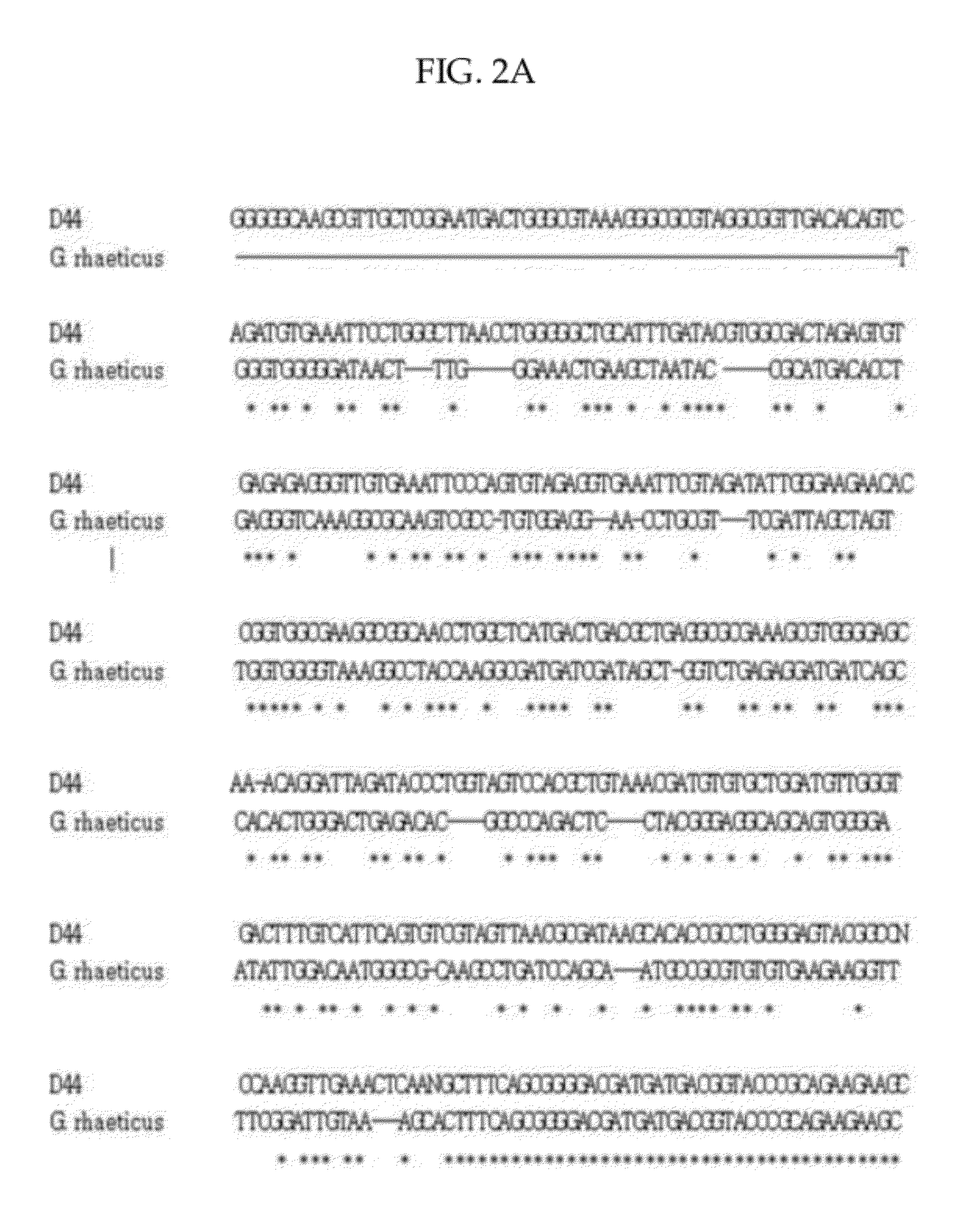 Gluconacetobacter strain having cellulose producing activity