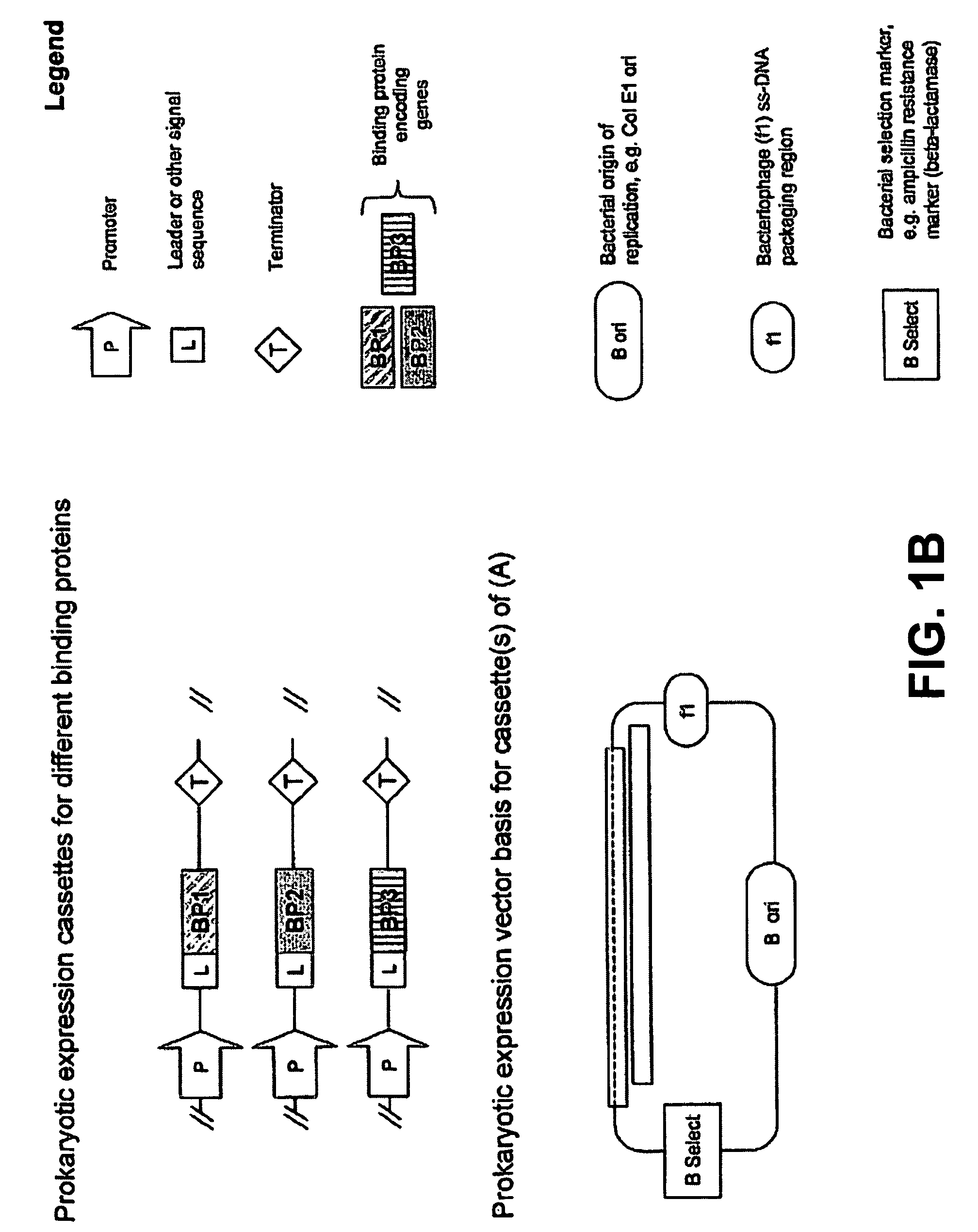 Mixture of binding proteins