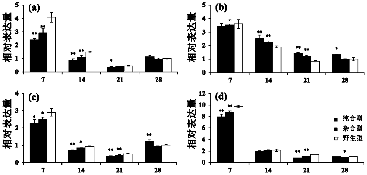 Wheat carotenoid synthesis route key gene Lcye mutant and application thereof