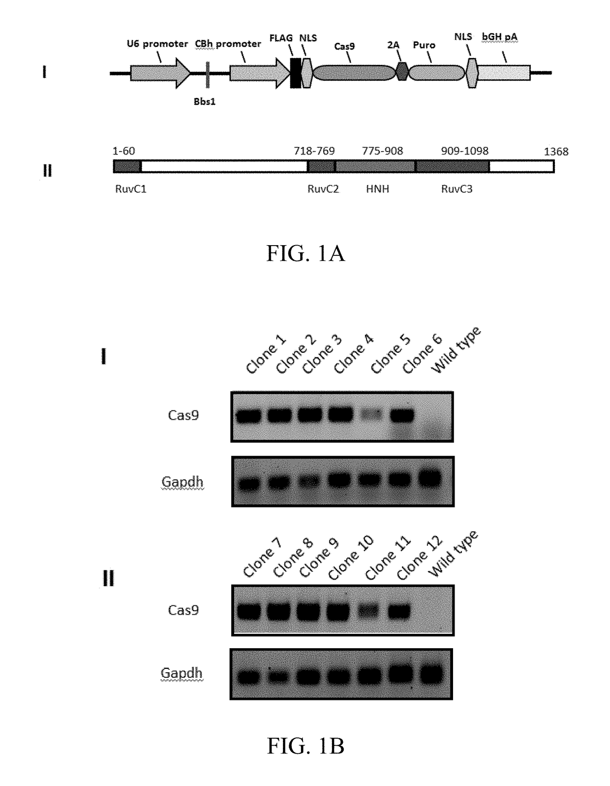 Methods for screening and using crispr/cas9 guidance RNA sequence from HIV provirus genome