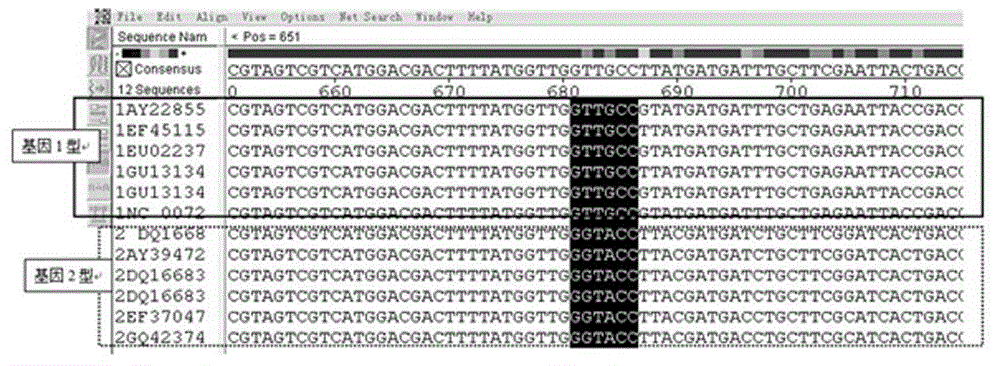 PCR-RFLP primer and method for rapidly identifying genotypes of duck circoviruses