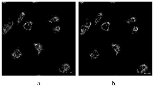 Viable cell mitochondria G-quadruplex targeted fluorescent probe and application thereof