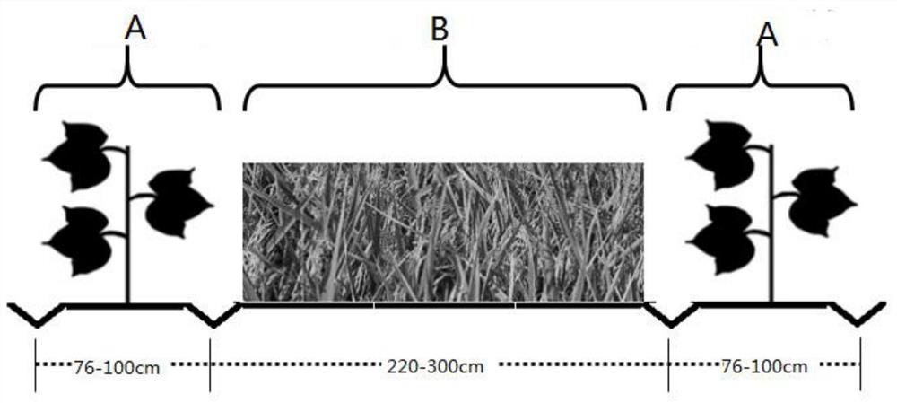 Machine-harvested cotton and upland rice intercropping zoned irrigation cultivation method