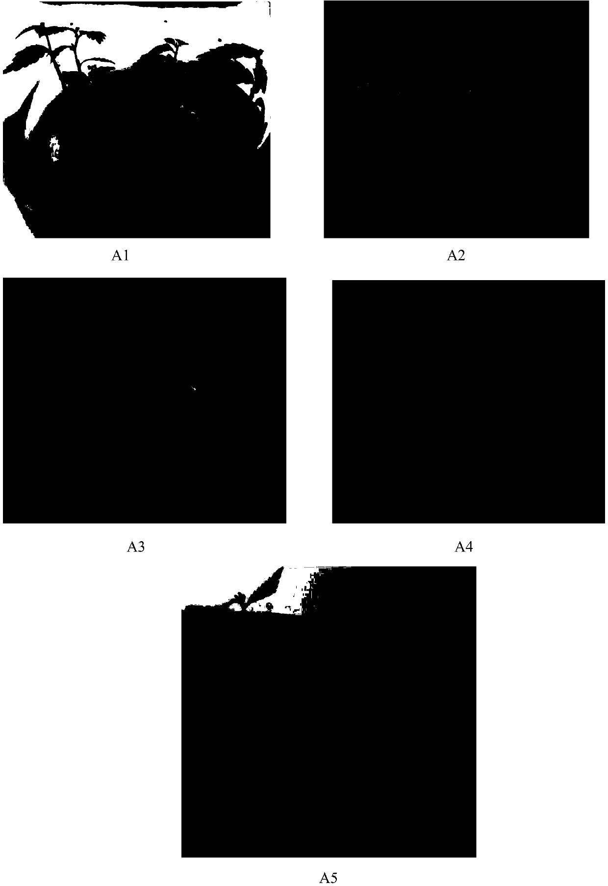 Subculture medium for saline/alkaline-tolerant fast-growing ulmus pumila L. tissue culture seedling