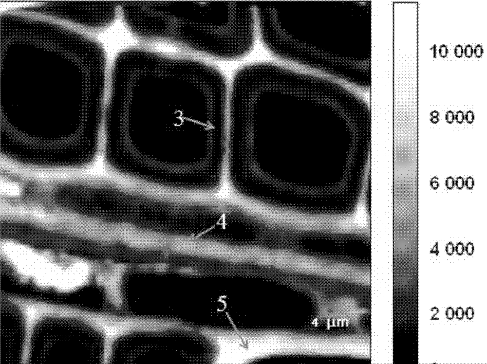 A kind of determination method of plant cell wall lignification degree